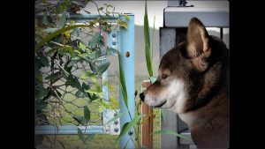 恐怖游戏《翌日 -波奇狗的历险记-》上线Steam-咸鱼单机官网